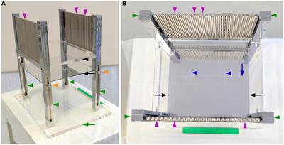 Stereotaxic cutting of post-mortem human brains for neuroanatomical studies